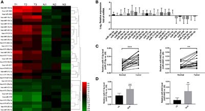 miR-17-5p and miR-4443 Promote Esophageal Squamous Cell Carcinoma Development by Targeting TIMP2